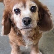 Home Owner wanting sitter in , New South Wales
