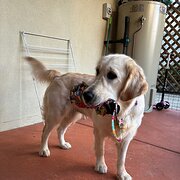 Home Owner wanting sitter in Gympie, Queensland