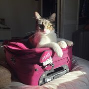 Home Owner wanting sitter in , Western Australia