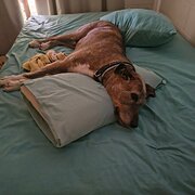 House Sitter - Single
