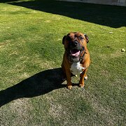 Home Owner wanting sitter in Perth, Western Australia