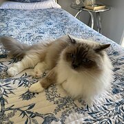 Home Owner wanting sitter in Canberra, New South Wales