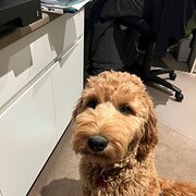 Home Owner wanting sitter in Melbourne, Victoria