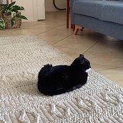 Home Owner wanting sitter in Canberra, New South Wales