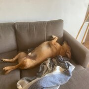 Home Owner wanting sitter in Sydney, New South Wales