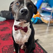 Home Owner wanting sitter in , New South Wales