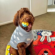 Home Owner wanting sitter in Ipswich, Queensland