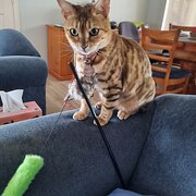 Home Owner wanting sitter in , New South Wales