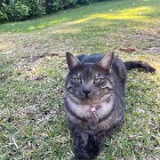 Home Owner wanting sitter in Newcastle, New South Wales