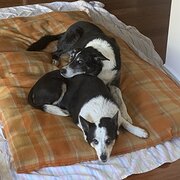 Home Owner wanting sitter in , Queensland