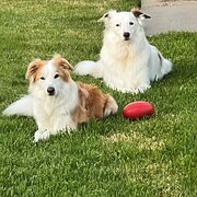 Home Owner wanting sitter in Mornington, Victoria