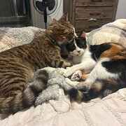 Home Owner wanting sitter in , Western Australia