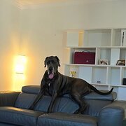Home Owner wanting sitter in , Queensland
