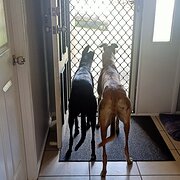 Home Owner wanting sitter in Ormeau , Queensland