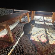 Home Owner wanting sitter in Canberra, New South Wales