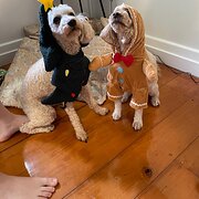 Home Owner wanting sitter in Ipswich, Queensland
