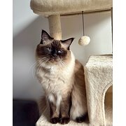 Home Owner wanting sitter in , Victoria