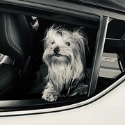 Home Owner wanting sitter in , Queensland
