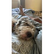 Home Owner wanting sitter in Toowoomba , Queensland