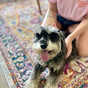 Home Owner wanting sitter in , New South Wales