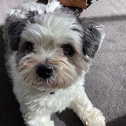Home Owner wanting sitter in Melbourne, Victoria