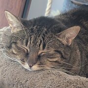 Home Owner wanting sitter in Perth, Western Australia