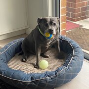 Home Owner wanting sitter in Sydney, New South Wales