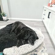 Home Owner wanting sitter in Melbourne , Victoria