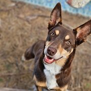 Home Owner wanting sitter in Geraldton , Western Australia