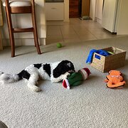 Home Owner wanting sitter in , Victoria