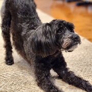 Home Owner wanting sitter in Sydney, New South Wales