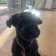 Home Owner wanting sitter in , Victoria