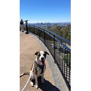 Home Owner wanting sitter in , Queensland