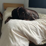 Home Owner wanting sitter in Sydney, New South Wales