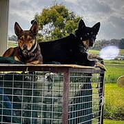 Home Owner wanting sitter in Bathurst, New South Wales