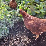 Home Owner wanting sitter in Adelaide, South Australia