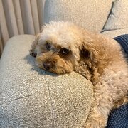 Home Owner wanting sitter in , South Australia