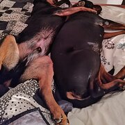 Home Owner wanting sitter in Perth, Western Australia
