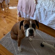 Home Owner wanting sitter in , South Australia