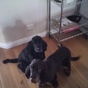 Home Owner wanting sitter in , South Australia