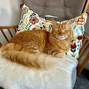 Home Owner wanting sitter in Perth, Western Australia