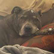 Home Owner wanting sitter in , Queensland