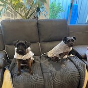 Home Owner wanting sitter in mandurah, Western Australia