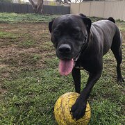 Home Owner wanting sitter in Albany , Western Australia