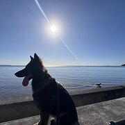 Home Owner wanting sitter in , Queensland