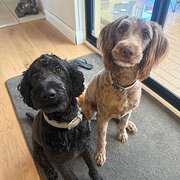 Home Owner wanting sitter in Adelaide, South Australia