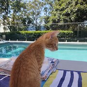 Home Owner wanting sitter in NELSON BAY, New South Wales