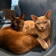 Home Owner wanting sitter in , Victoria