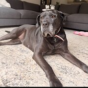 Home Owner wanting sitter in Melbourne, Victoria