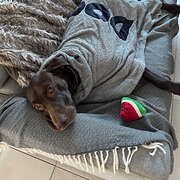Home Owner wanting sitter in , Queensland